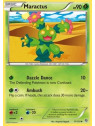 Maractus